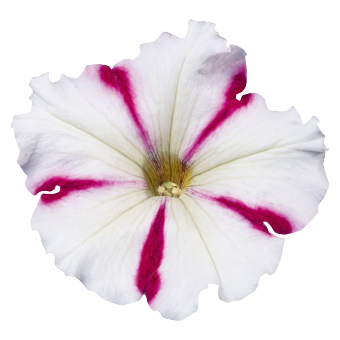 
                        Petunia
             
                        x hybrida F₁
             
                        Celebrity
             
                        Burgundy Star
            