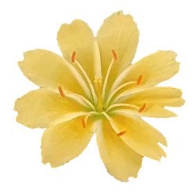 Lewisia cotyledon Elise Golden Yellow