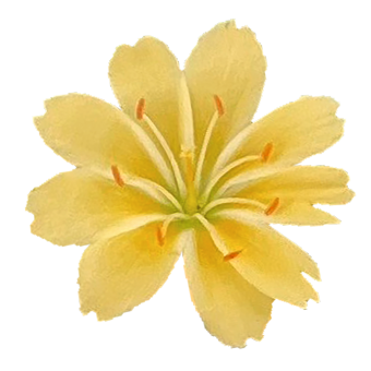 
                        Lewisia
             
                        cotyledon
             
                        Elise
             
                        Golden Yellow
            