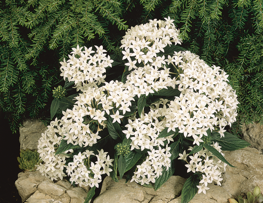 Pentas
lanceolata F₁
Graffiti® OG
White