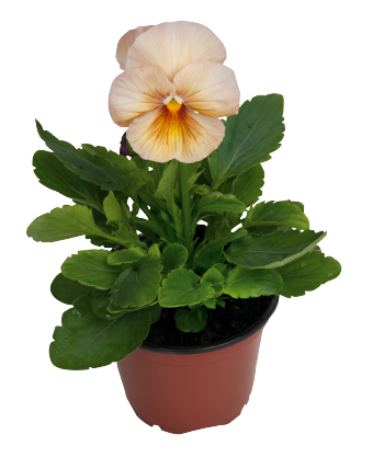 
                        Viola
             
                        wittrockiana F₁
             
                        Inspire®
             
                        Peach Shades
            