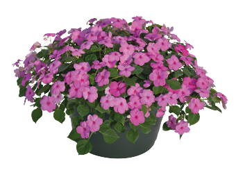 
                        Impatiens
             
                        walleriana F₁
             
                        Lollipop
             
                        Bubblegum (Pink)
            