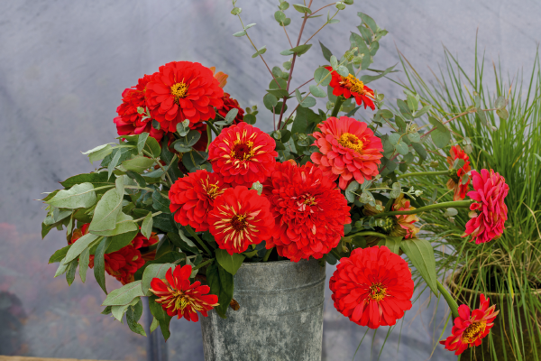 
                        Zinnia
             
                        elegans
             
                        Benarys Riesen
             
                        Scarlet
            