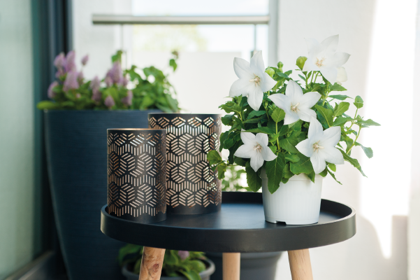 
                        Platycodon
             
                        grandiflorus F₁
             
                        Pop Star
             
                        White
            