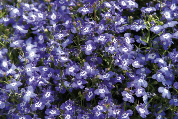 
                        Lobelia
             
                        erinus
             
                        Palace
             
                        Blue with Eye
            