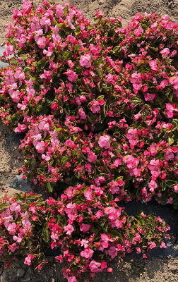 
                        Begonia
             
                        semperflorens F₁
             
                        Super Olympia®
             
                        Rose
            