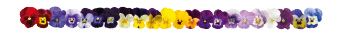 Viola
cornuta F₁
Admire®