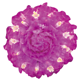 Gomphrena globosa Las Vegas Purple