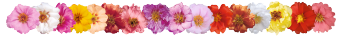 
                        Portulaca
             
                        grandiflora F₁
             
                        Sundial
             
                        Fuchsia
            