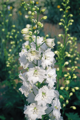 
                        Delphinium
             
                        hybrida
             
                        Benary's Pacific
             
                        Galahad
            