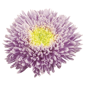   Benary's Princess Light Blue