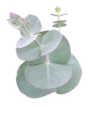 Eucalyptus
pulverulenta
Baby
Blue