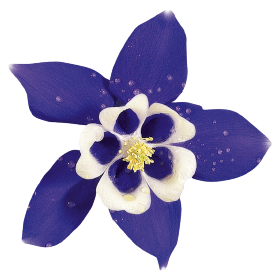   Spring Magic® Navy &amp; White