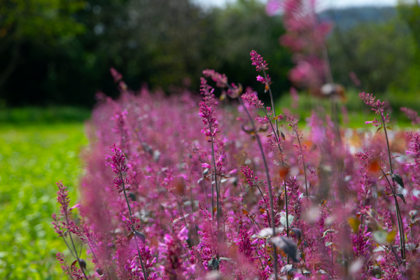 
                        Agastache
             
                        cana
             
                        Zuni
            