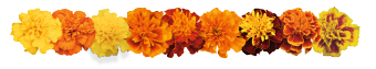 
                        Tagetes
             
                        patula
             
                        Super Hero
             
                        Maxi Mix
            