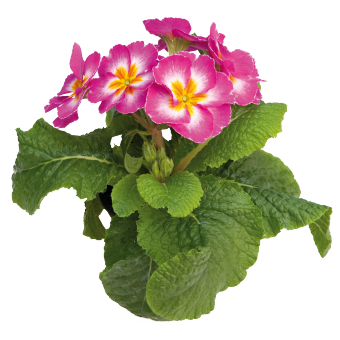 
                        Primula
             
                        elatior F₁
             
                        Piano
             
                        Rose Bicolor
            