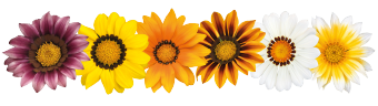 
                        Gazania
             
                        rigens F₁
             
                        Zany
             
                        Mix
            