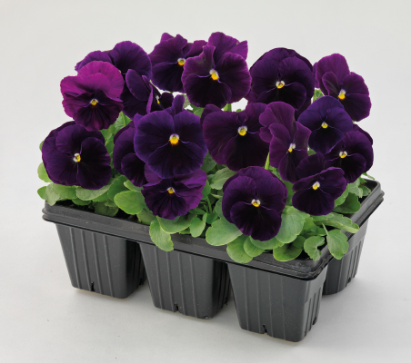 
                        Viola
             
                        wittrockiana F₁
             
                        Inspire® Plus
             
                        Violet
            