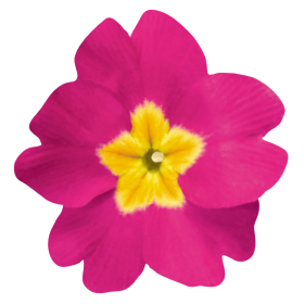   Crescendo® Bellarosa