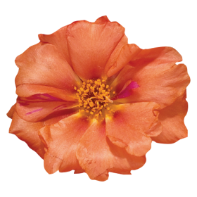 Stopwatch Orange