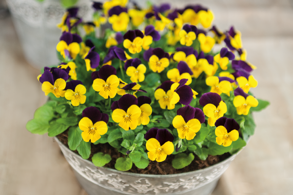 
                        Viola
             
                        cornuta F₁
             
                        Admire®
             
                        Yellow Purple Wing
            