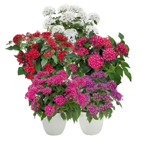   Graffiti® Selected Mix