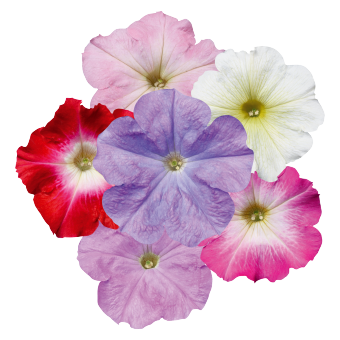 
                        Petunia
             
                        x hybrida multiflora F₁
             
                        Celebrity
             
                        Watercolor Mix
            