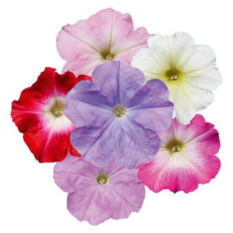 Petunia
x hybrida multiflora F₁
Celebrity
Watercolor Mix