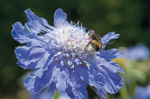 
                        Scabiosa
             
                        caucasica
             
                        Fama®
             
                        Deep Blue
            