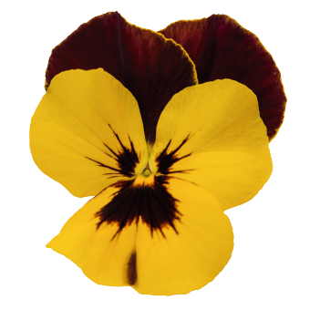 
                        Viola
             
                        wittrockiana F₁
             
                        Highflyer™
             
                        Yellow Red Wing
            