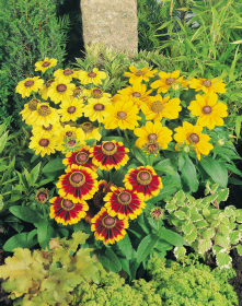 Rudbeckia hirta Toto®