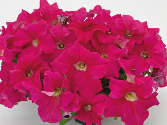 
                        Petunia
             
                        x hybrida F₁
             
                        SUCCESS! 360°
             
                        Deep Pink
            