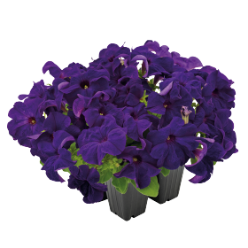 petunia-925orenge♡ Surprise® Sparkle Magenta 2025 - Products - Dümmen Orange