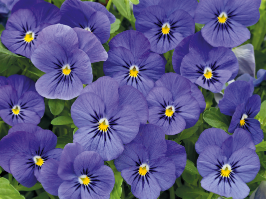 
                        Viola
             
                        cornuta F₁
             
                        Admire®
             
                        Blue
            