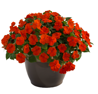 
                        Impatiens
             
                        walleriana F₁
             
                        Lollipop
             
                        Orange
            