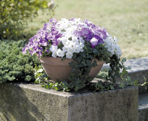 
                        Campanula
             
                        carpatica
             
                        Pearl
            