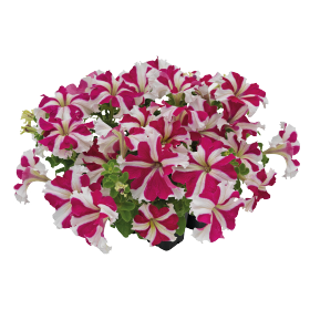   SUCCESS!® 360° Rose Star