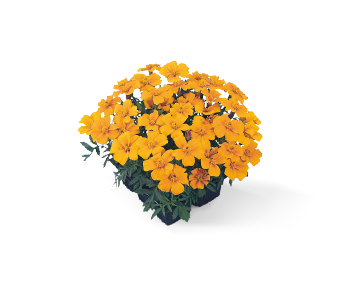 
                        Tagetes
             
                        patula
             
                        Disco
             
                        Orange
            