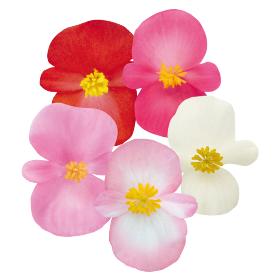 Begonia semperflorens F₁ Nightlife 