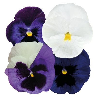 Viola
wittrockiana F₁
Inspire® DeluXXe
Blue Moon Mix