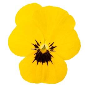   Admire® Yellow Blotch