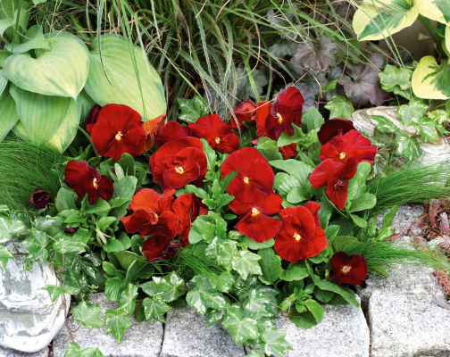 Viola wittrockiana F₁ Inspire® Plus Scarlet | Benary