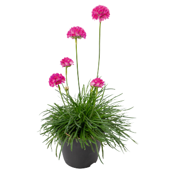 
                        Armeria
             
                        maritima
             
                        Morning Star
             
                        Deep Rose
            