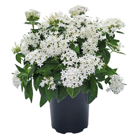 Pentas lanceolata F₁ Graffiti® OG White