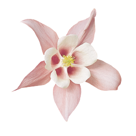 Spring Magic® Pink & White