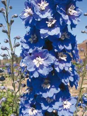 
                        Delphinium
             
                        elatum
             
                        Magic Fountains
             
                        Mid Blue White Bee
            