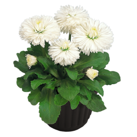   Roggli White