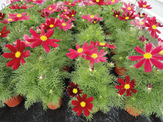 Cosmos bipinnatus Casanova Red | Benary