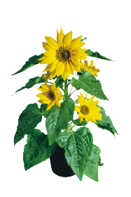 Helianthus annuus Pacino® 