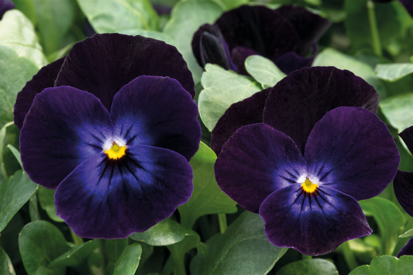 Viola cornuta F₁ Admire® Deep Purple Face | Benary